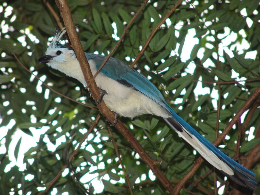 Voyage au Nicaragua en 2026 - Oiseau blanc et bleu à ometepe - Voyage sur mesure avec NostaLatina ANN