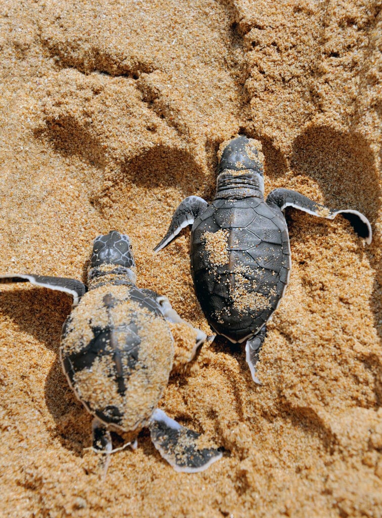 Voyage au Costa Rica en 2025 - bébés tortues dans le sable d'une plage de Tortuguero - Agence de voyage NostaLatina ANN
