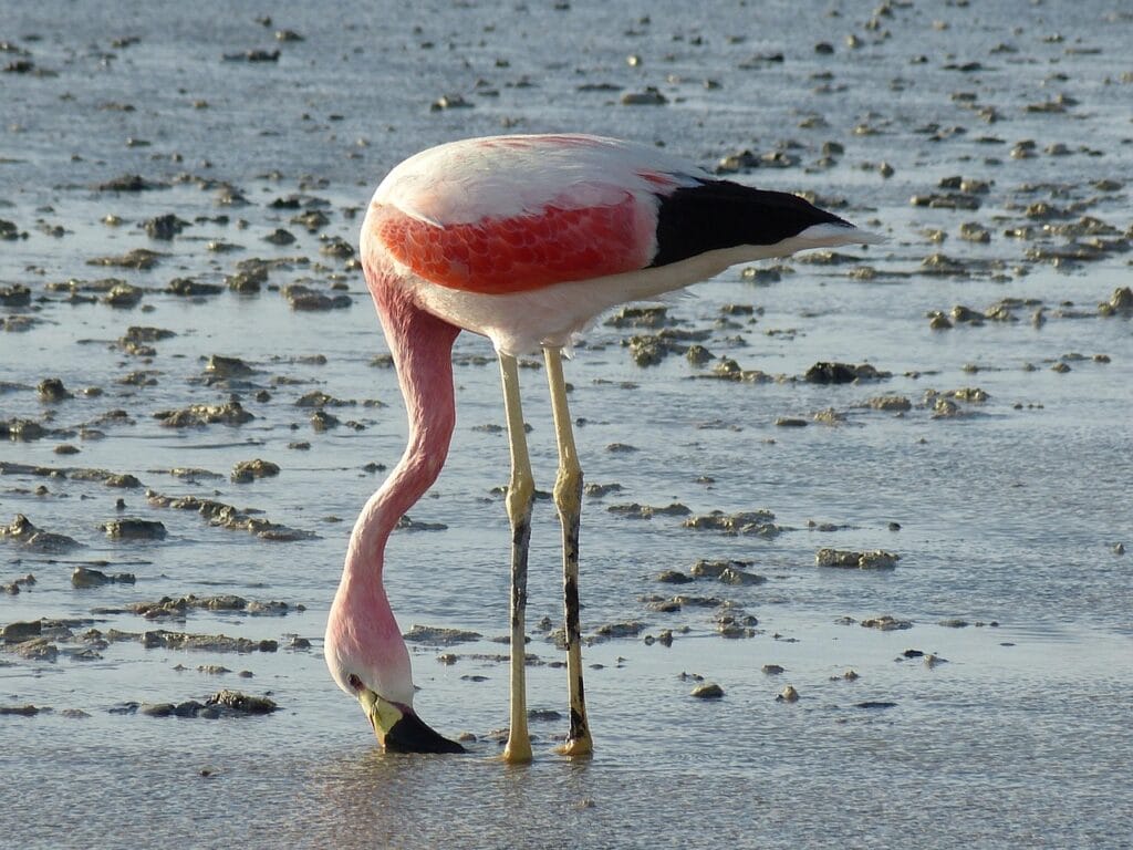 Voyage en Bolivie en 2025 - Flamand rose dans le salar d'uyuni - Voyage sur mesure avec NostaLatina ANN