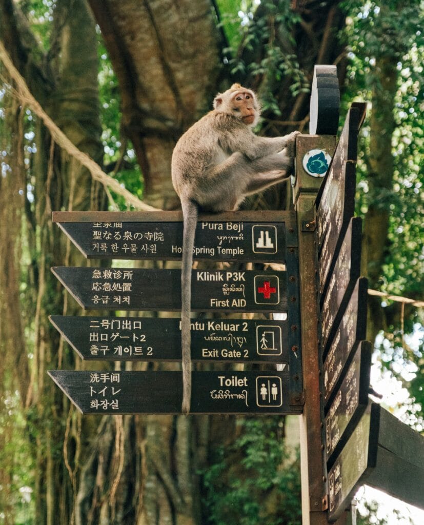 Voyage à Macao en 2025 - Visiter Macao - Singe sur panneau de direction à Macao - Agence de voyage NostalAsie ANN