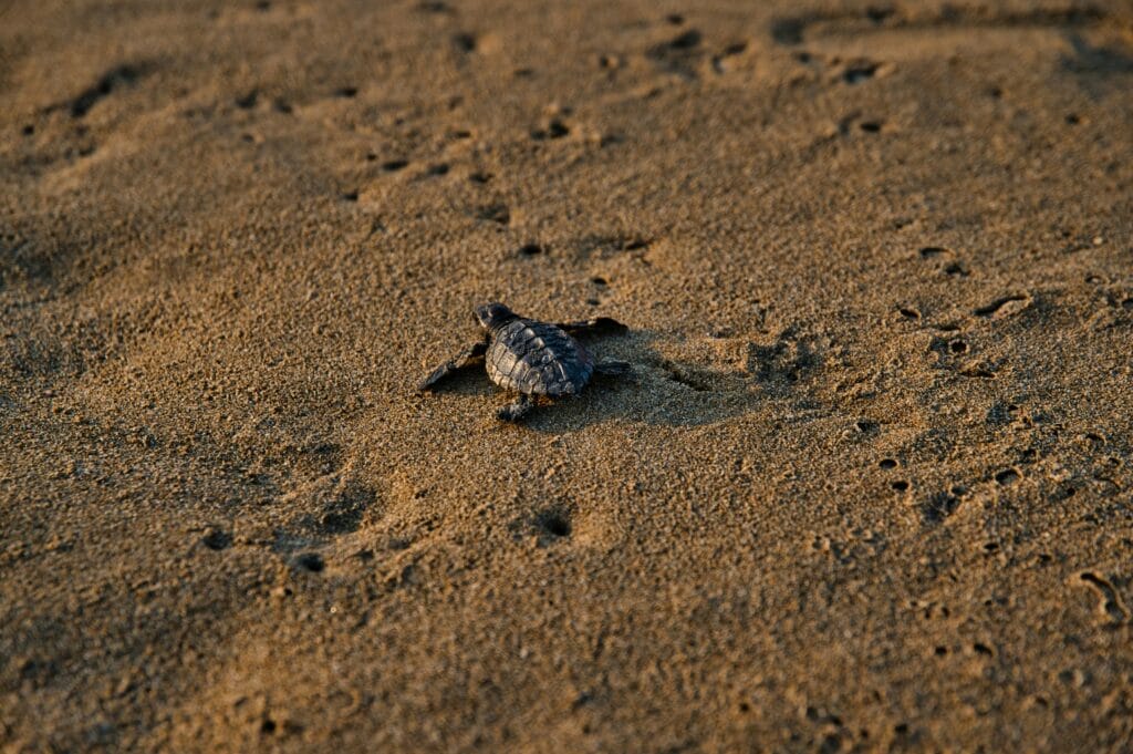 Voyage au Costa Rica en 2025 - bébé tortue dans le sable d'une plage de Tortuguero - Agence de voyage NostaLatina ANN