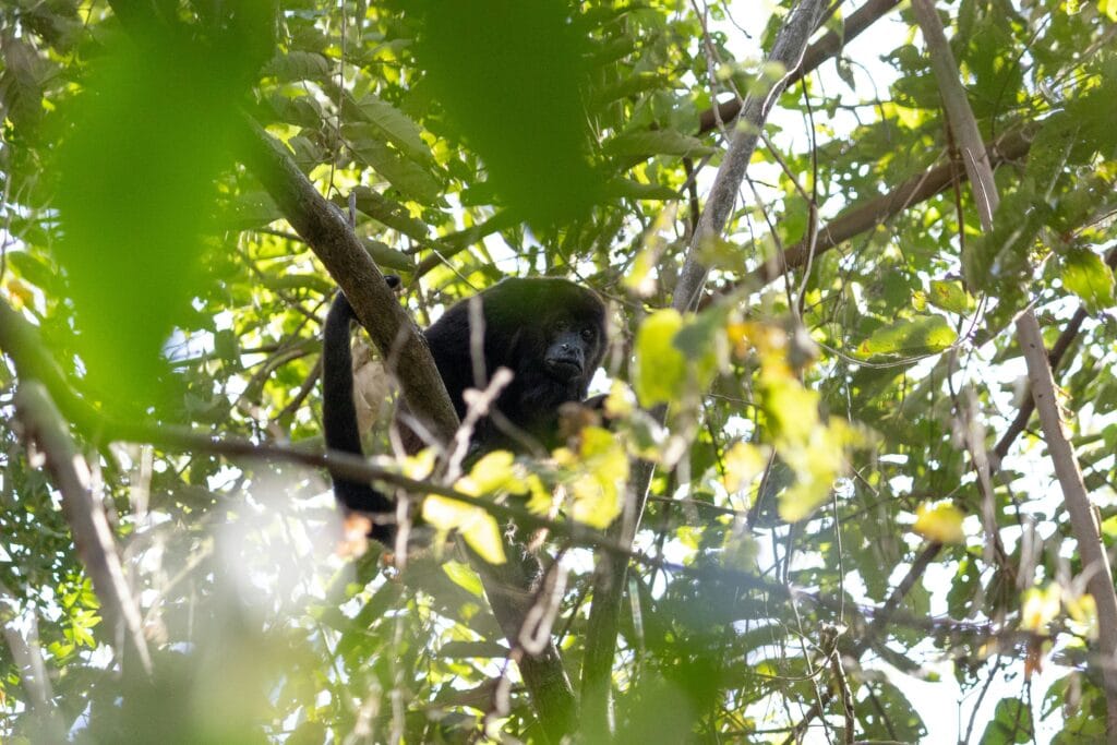 Voyage au Nicaragua en 2026 - Singe hurleur à ometepe - Voyage sur mesure avec NostaLatina ANN