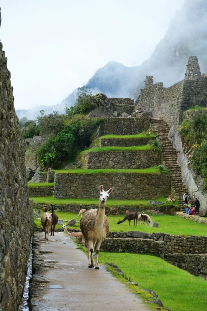 Voyage au Pérou en 2025 - Visiter le Machu Picchu - Rue de l'ancienne cité du Machu Picchu avec lama qui me regarde - Agence de voyage NostalAsie ANN