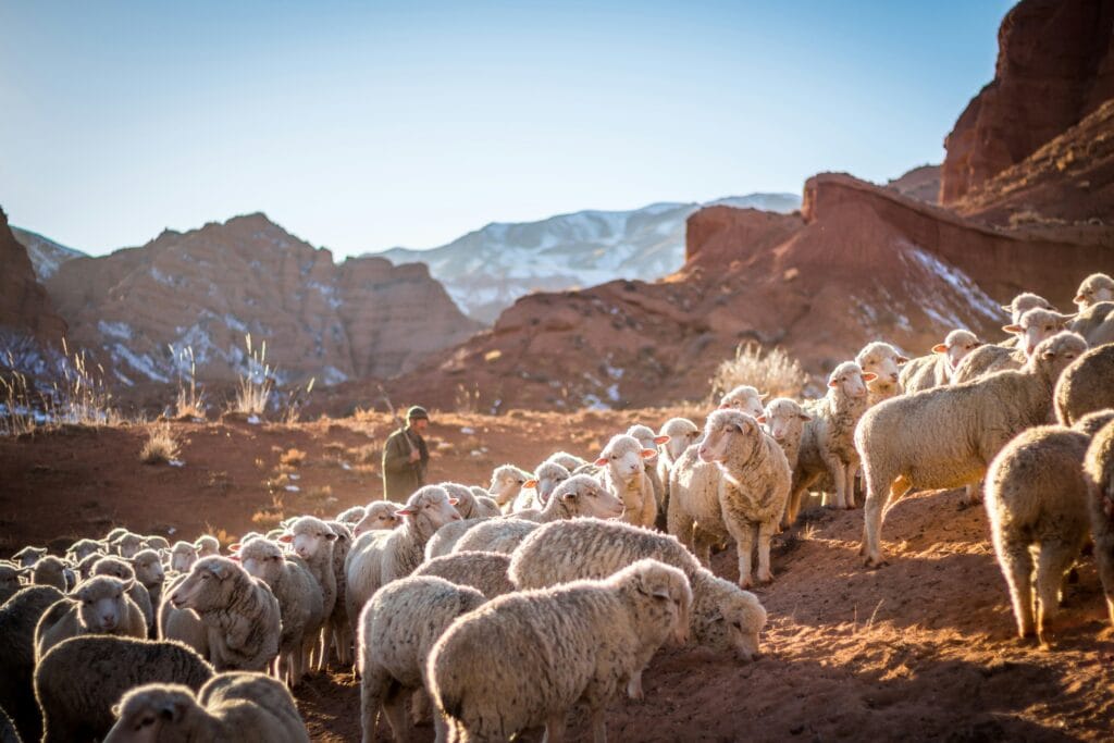 Voyage au Kirghizistan en 2025 - Trek vers le lac Chatyr-Kol - moutons et berger - ANN NostalAsie