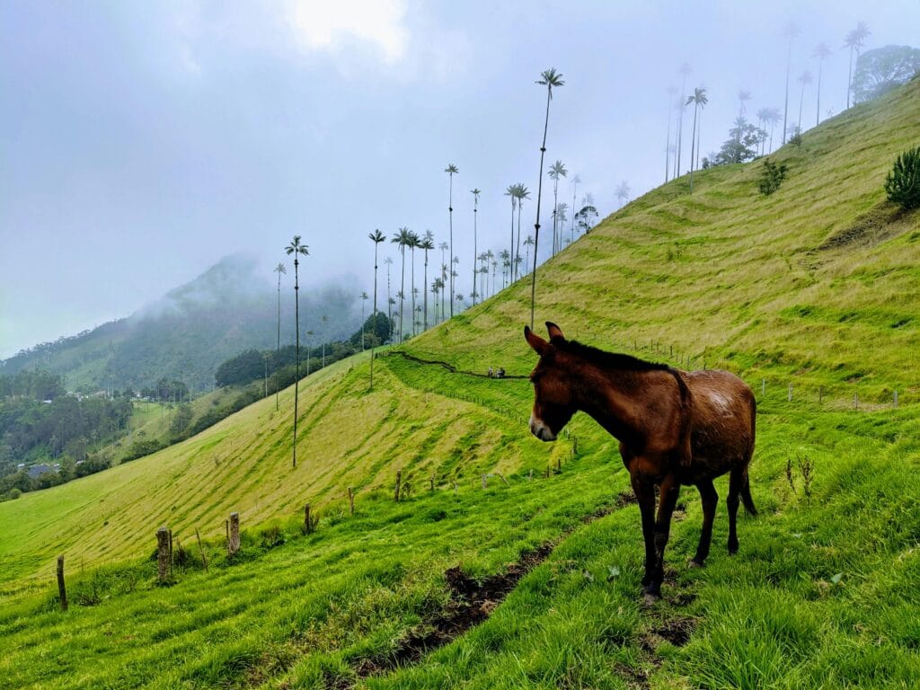 Voyage en Colombie en 2026 - Visiter la vallée de cocora en Colombie - Voyage sur mesure avec NostaLatina ANN