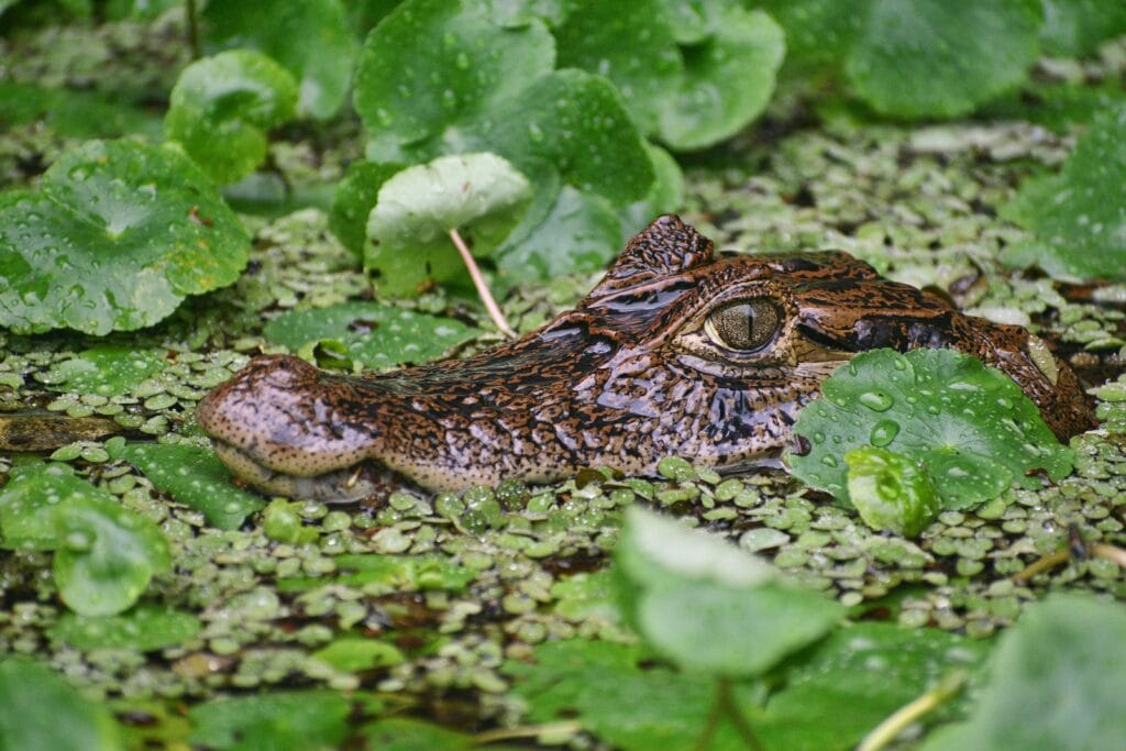 Voyage au Costa Rica en 2025 - caïman dans les canaux de Tortuguero - Agence de voyage NostaLatina ANN