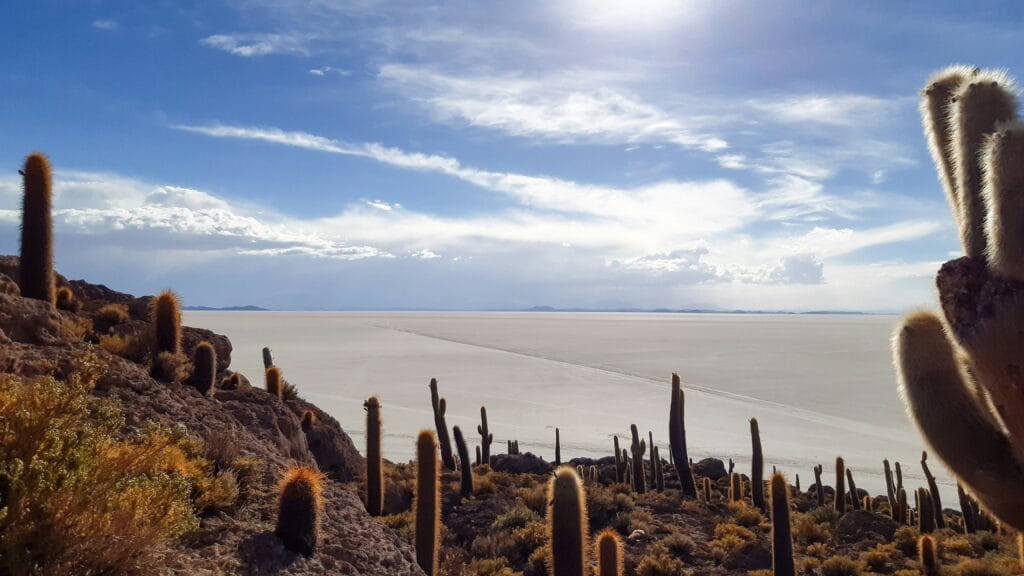 Voyage en Bolivie en 2025 - Cactus au sommet du Isla Incahuatis - Voyage sur mesure avec NostaLatina ANN