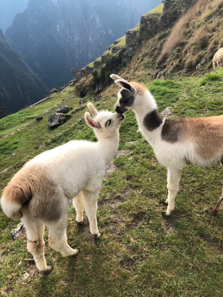 Voyage au Pérou en 2025 - Deux jeunes lamas au Machu Picchu - Agence de voyage NostalAsie ANN