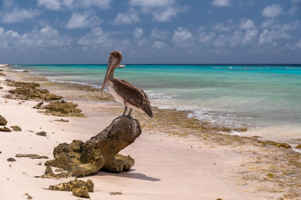 Voyage au Panama en 2025 - Pélican brun posé sur du bois d'une plage des îles de San Blas - ANN NostaLatina