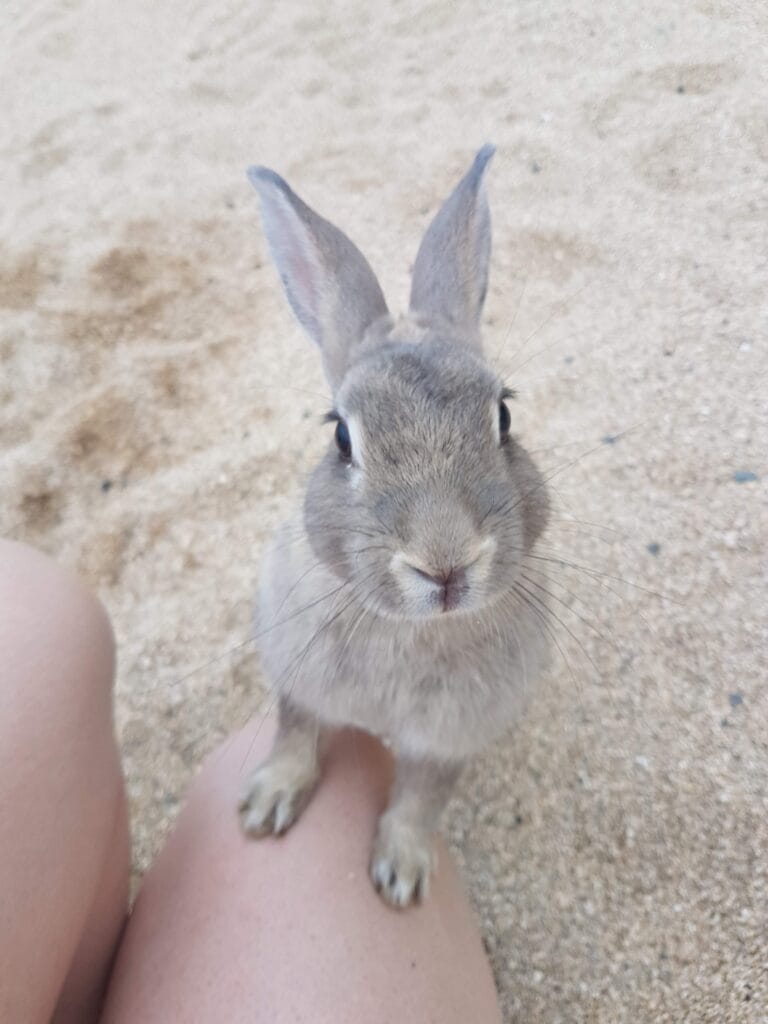 Voyage au Japon en 2025 - Ôkunoshima, l'île aux lapins - lapin tentant de monter sur nos genoux - Agence de voyage NostalAsie ANN
