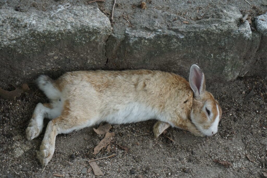 Voyage au Japon en 2025 - Ôkunoshima, l'île aux lapins - lapin qui dort sur l'île d'Ôkunoshima - Agence de voyage NostalAsie ANN