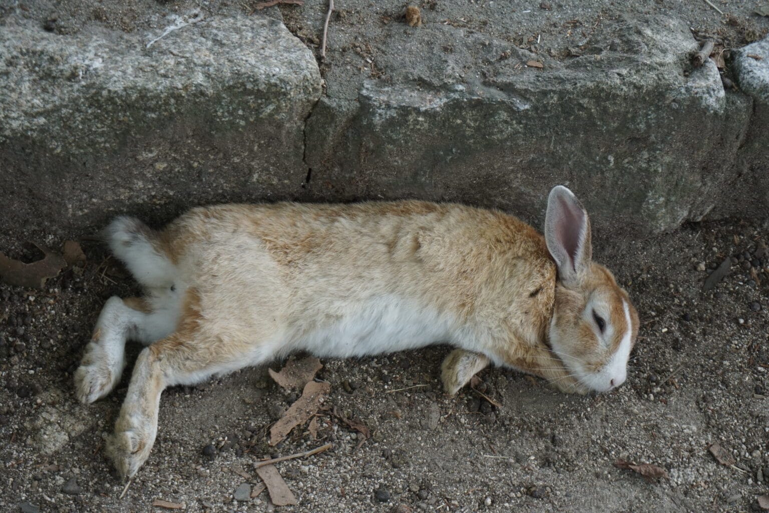 Ôkunoshima, l'île du Japon où les lapins sont rois