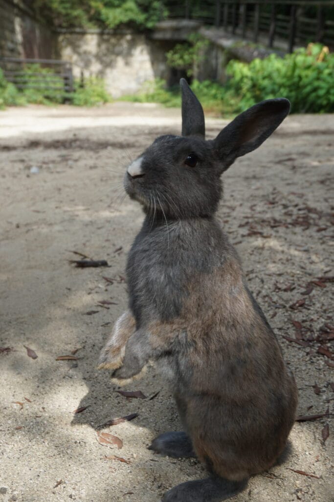 Voyage au Japon en 2025 - Ôkunoshima, l'île aux lapins - lapin debout devant ruine militaire - Agence de voyage NostalAsie ANN