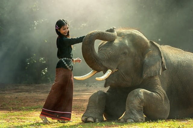Vacances en Thaïlande : le Festival des éléphants de Surin