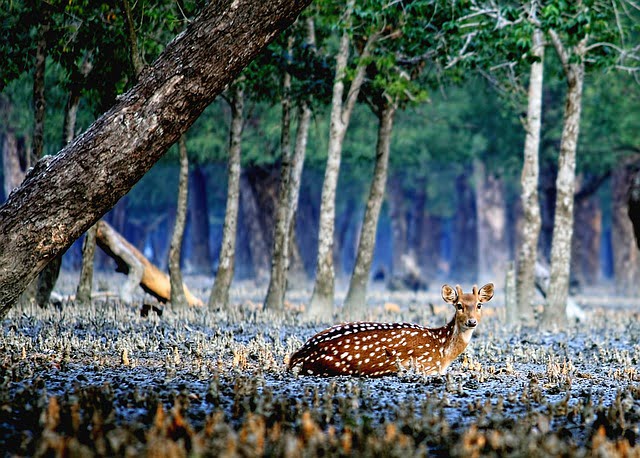 Voyage Bangladesh : Les Sundarbans, trésor caché