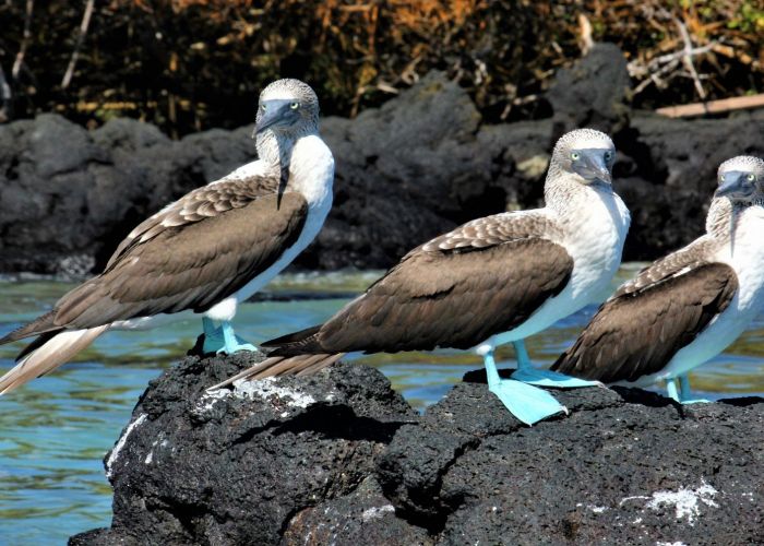Quito et les Galapagos en 8 jours