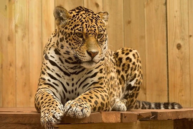 Circuit Panama : Photoreportage – Les Jaguars