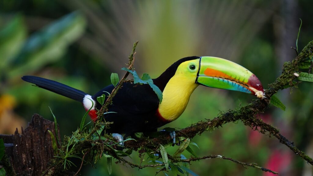 Séjour Costa Rica : Parc du Volcan Miravalles