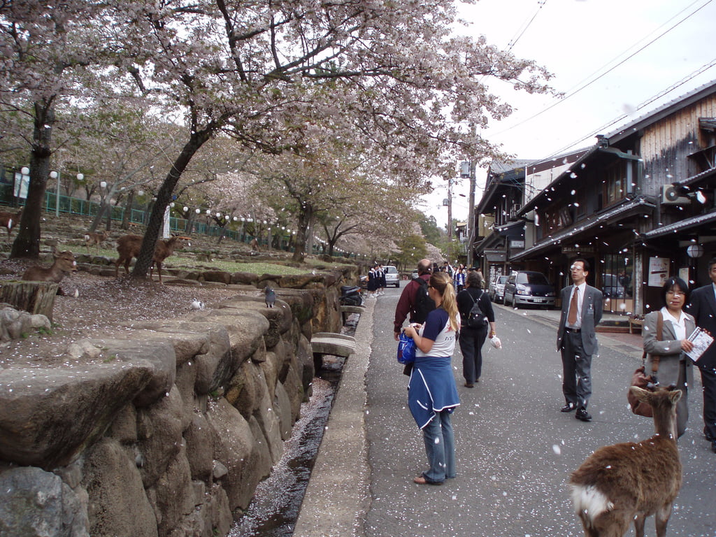Circuit sur-mesure Japon : Sakura, la saison des cerisiers en fleurs