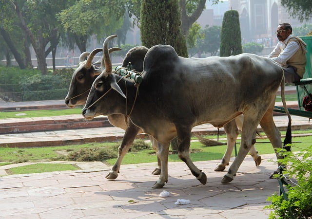 Voyage individuel en Inde : Pushkar Fair, la foire aux bestiaux