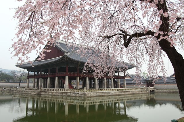 Circuit Corée du Sud : Le Festival des Cerisiers en fleur