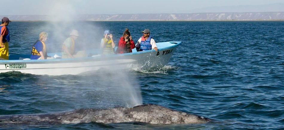 Observation de baleines au Mexique