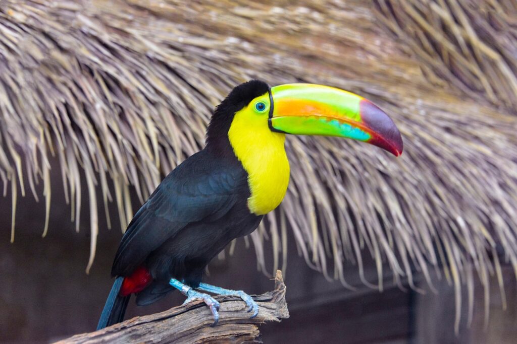 Voyage au Brésil en 2025 - Toucan perché au parque das aves (parc des oiseaux) aux chutes d'Iguazu - Agence de voyage NostaLatina ANN