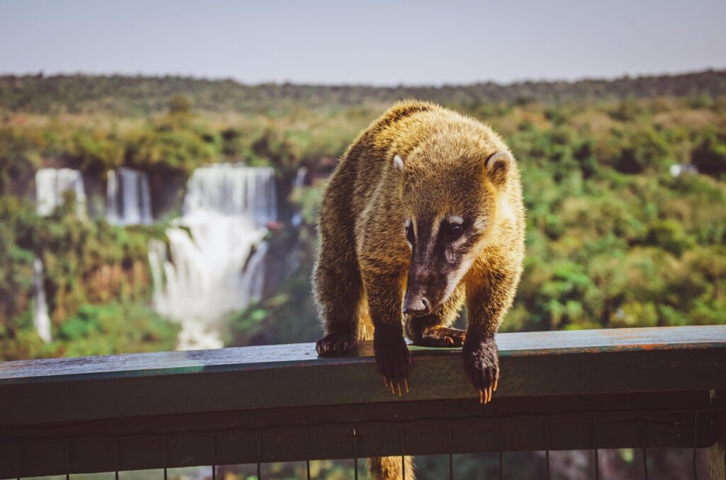 Voyage au Brésil en 2025 - passerelle aux chutes d'Iguazu - Agence de voyage NostaLatina ANN