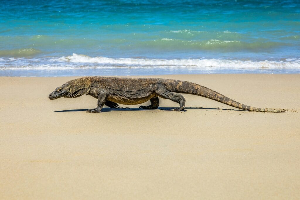 Voyage en Indonésie en 2025 - Îles de la Sonde - dragon de komodo sur plage de l'île de Flores en Indonésie - Agence de voyage NostalAsie ANN