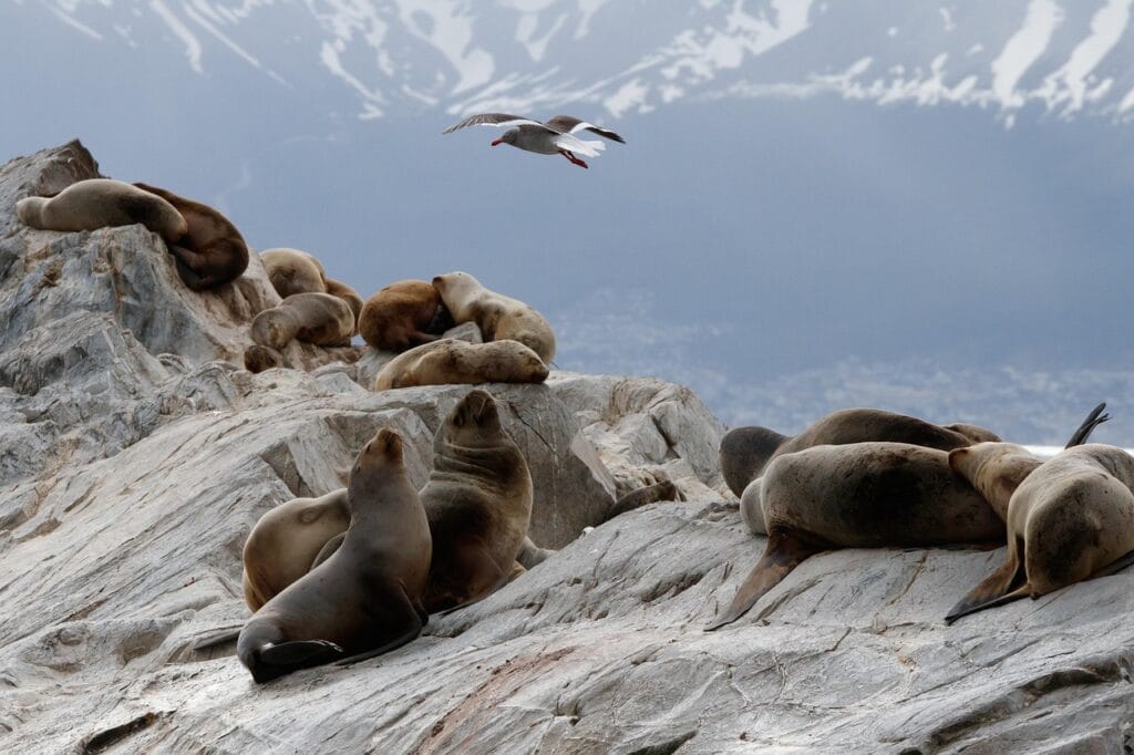 Voyage en Argentine en 2025 - Ushuaia, la ville du bout du monde - Lions de mer se prélassant au canal Beagle à Ushuaia - Agence de voyage NostaLatina ANN