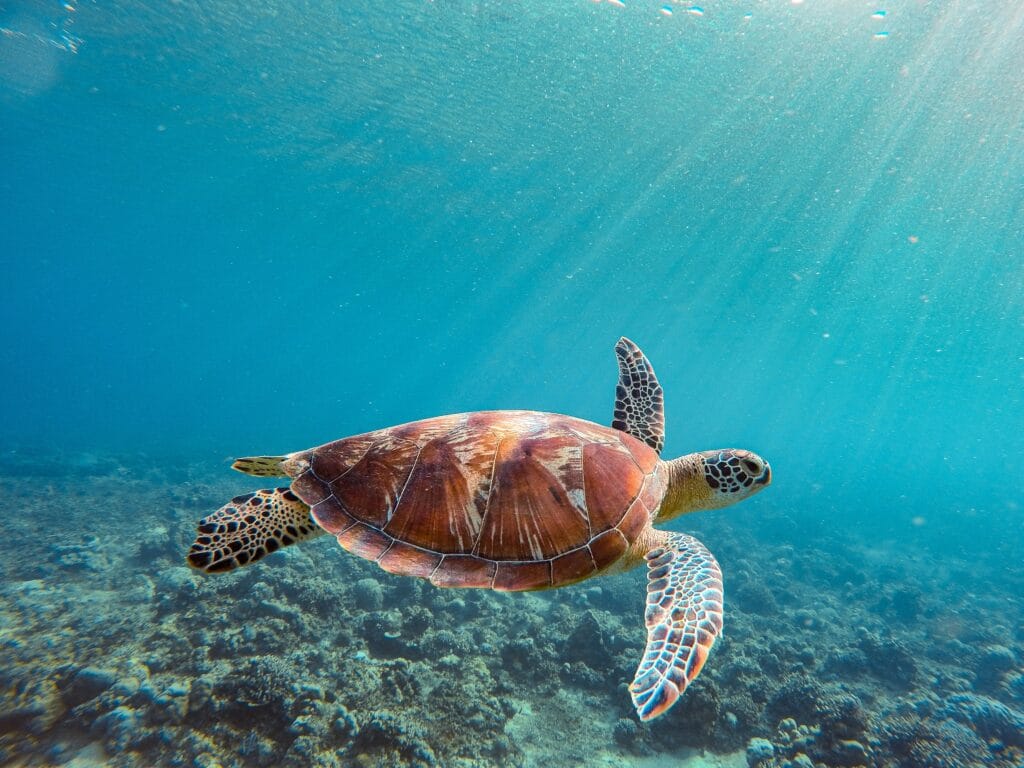 Voyage en Indonésie en 2025 - tortue verte nageant au large de l'île de Lombok en Indonésie - Agence de voyage NostalAsie ANN