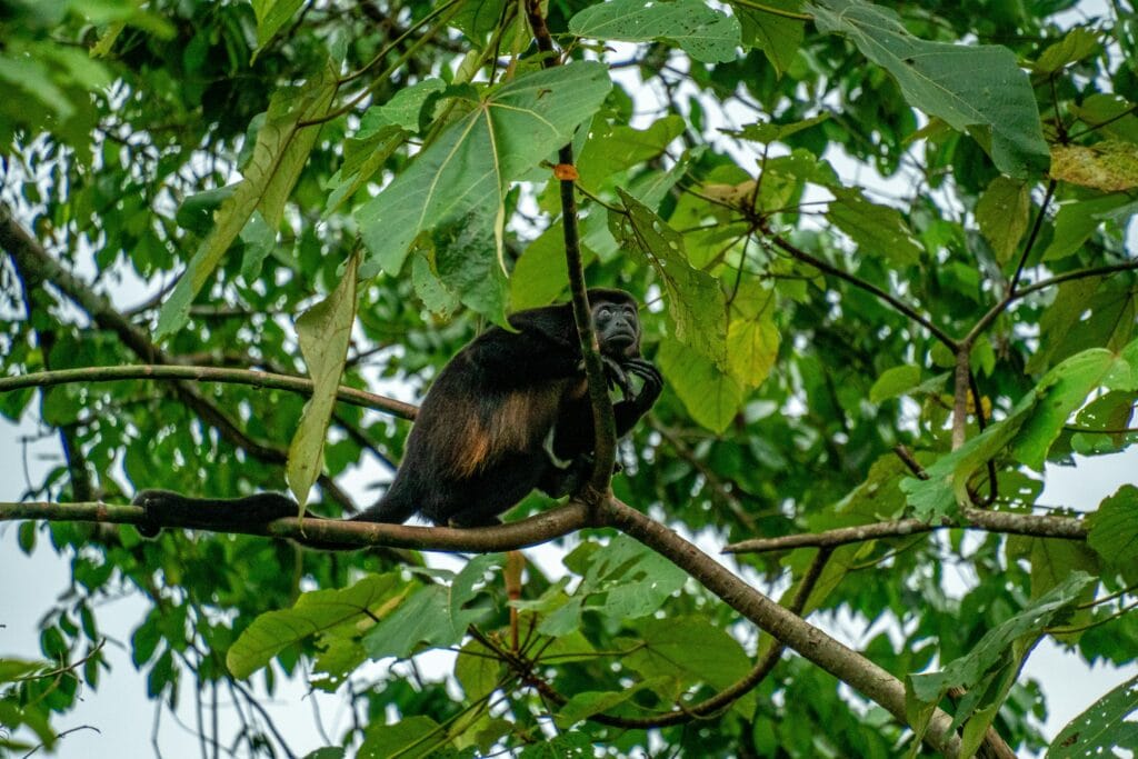 Voyage en Colombie en 2025 - Singe hurleur à Los Katios - ANN NostaLatina