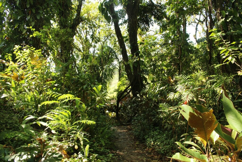 Voyage en Colombie en 2025 - Parc national de Los Katios - Foret tropicale luxuriante - ANN NostaLatina