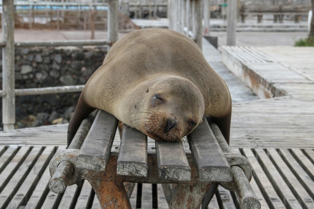 Voyage en Équateur en 2025 - Otarie dormant sur un banc aux Galapagos - ANN NostaLatina