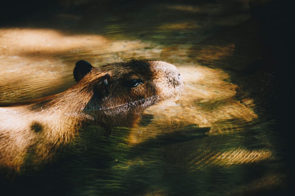 Voyage en Colombie en 2025 - Capybara à Los Katios - ANN NostaLatina