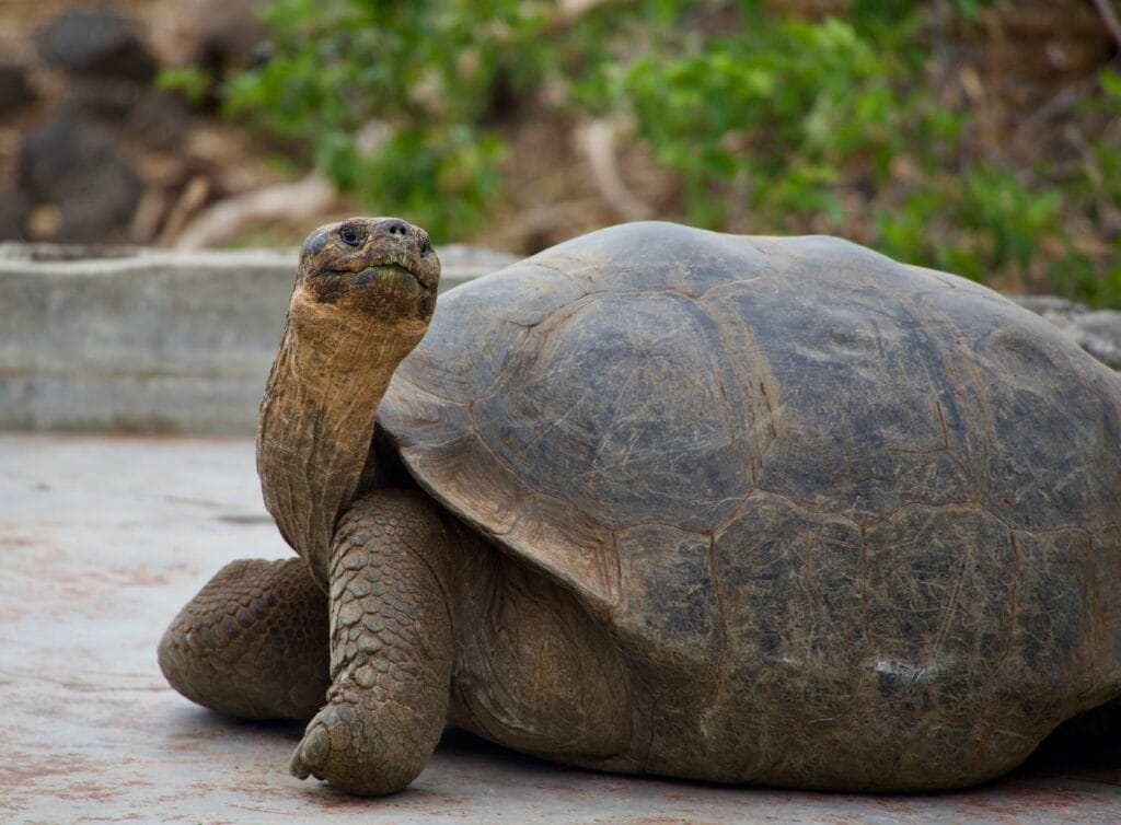Voyage en Équateur en 2025 - Tortue des Galapagos - ANN NostaLatina