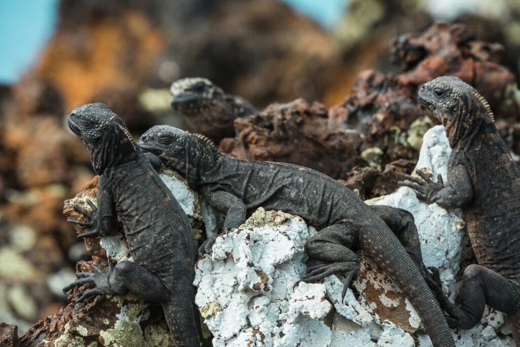 Voyage en Équateur en 2025 - Iguanes de mer se prélassant sur un rocher aux îles des Galapagos - ANN NostaLatina
