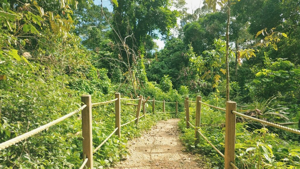 Voyage à Singapour en 2025 - Chemin dans la réserve naturelle de Bukit Timah - ANN NostalAsie