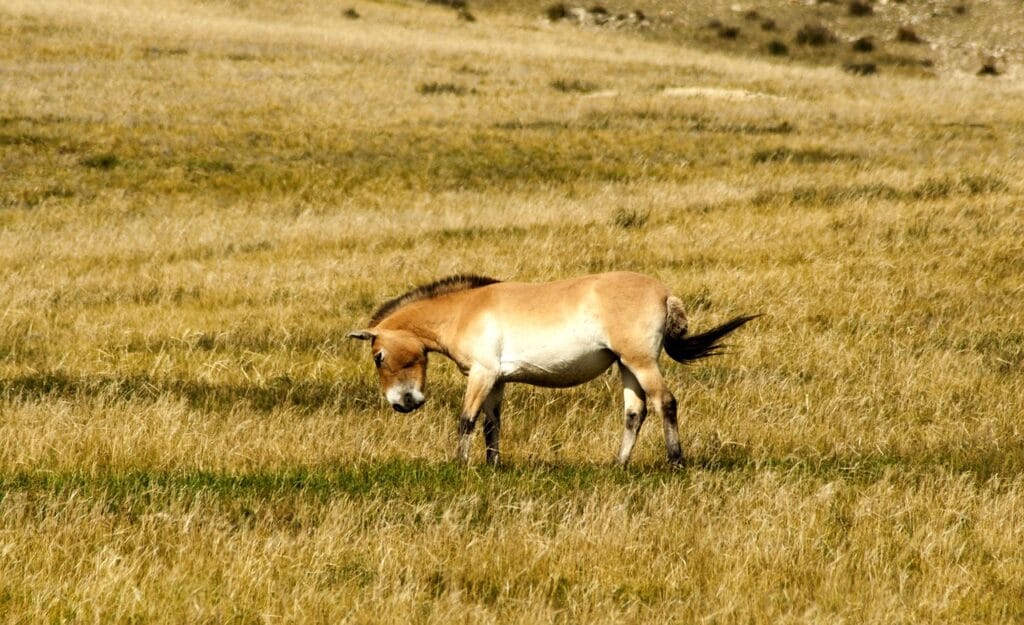 Voyage en Mongolie en 2025 - cheval de Przewalski dans les steppes mongoles - ANN NostalAsie
