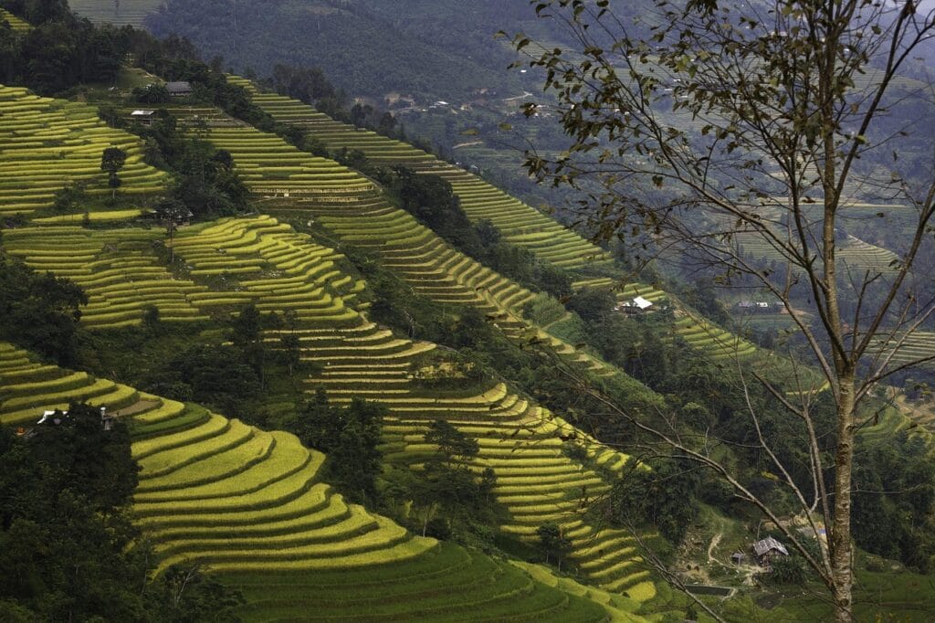 Voyage au Vietnam en 2025 - Visiter Sa Pa et sa région - Rizières en terrasses lors du trek dans la province de Lao Cai - ANN NostalAsie