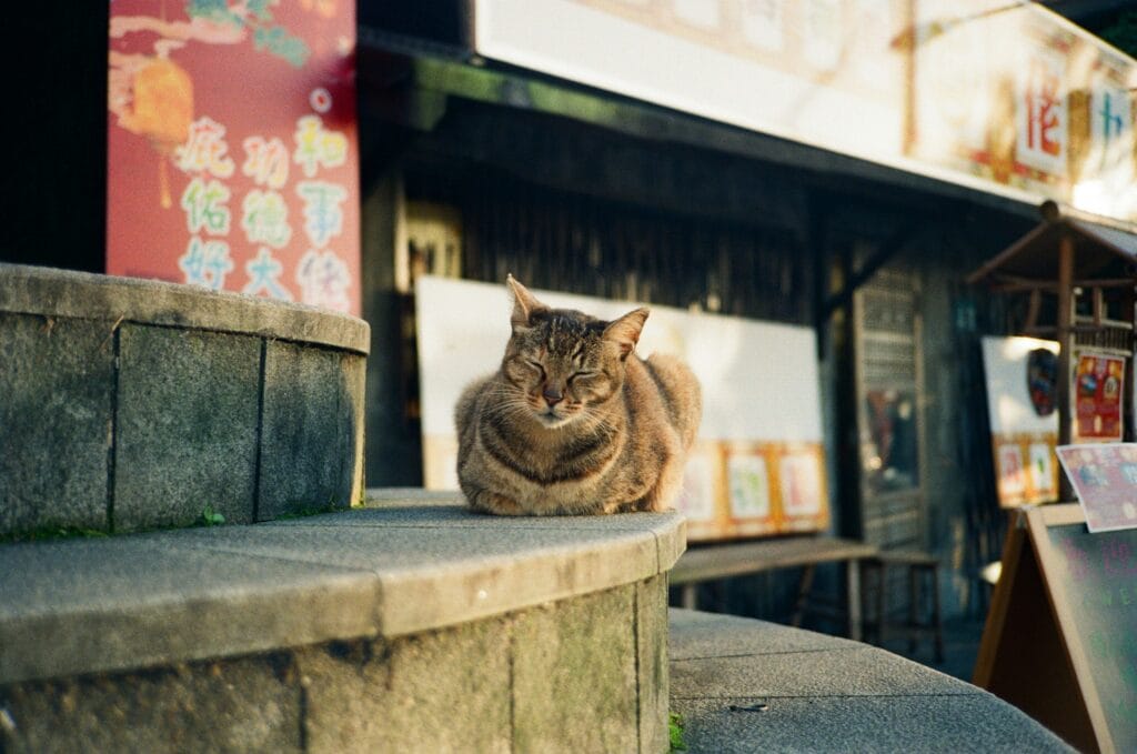 Voyage à Taiwan en 2025 - Chat se prélassant dans le village des chats à Houtong - ANN NostalAsie