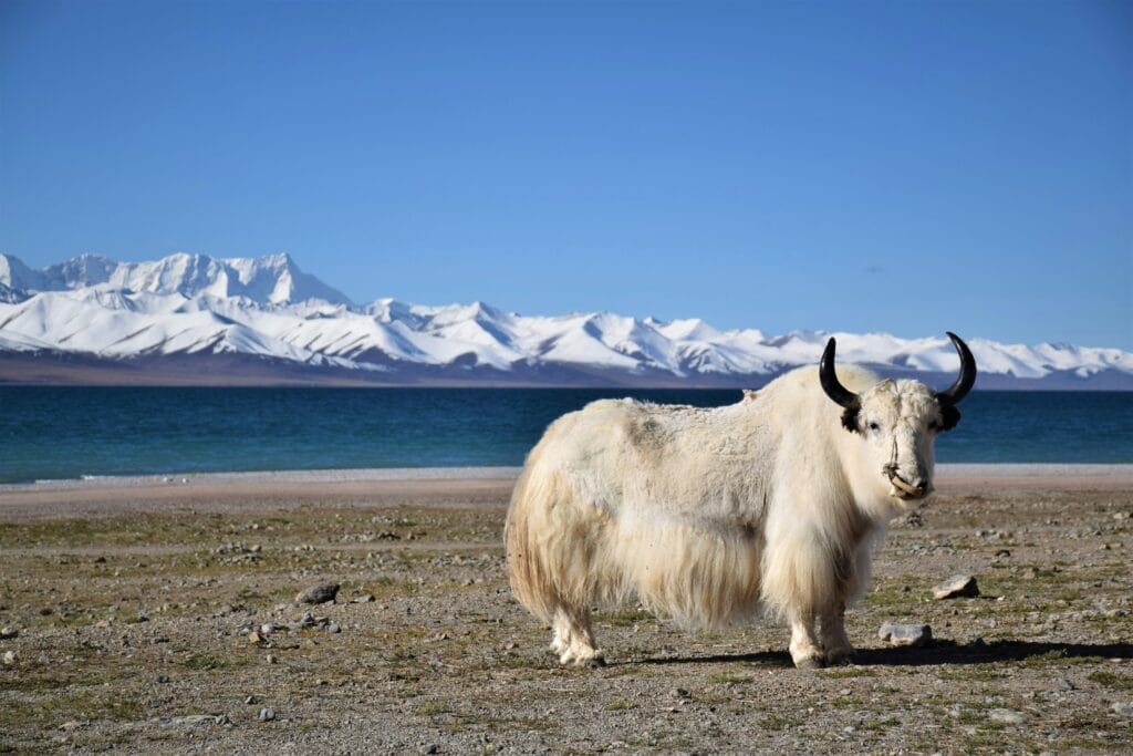 Voyage au Tibet en 2025 - Yak devant le lac de Namtso - ANN NostalAsie