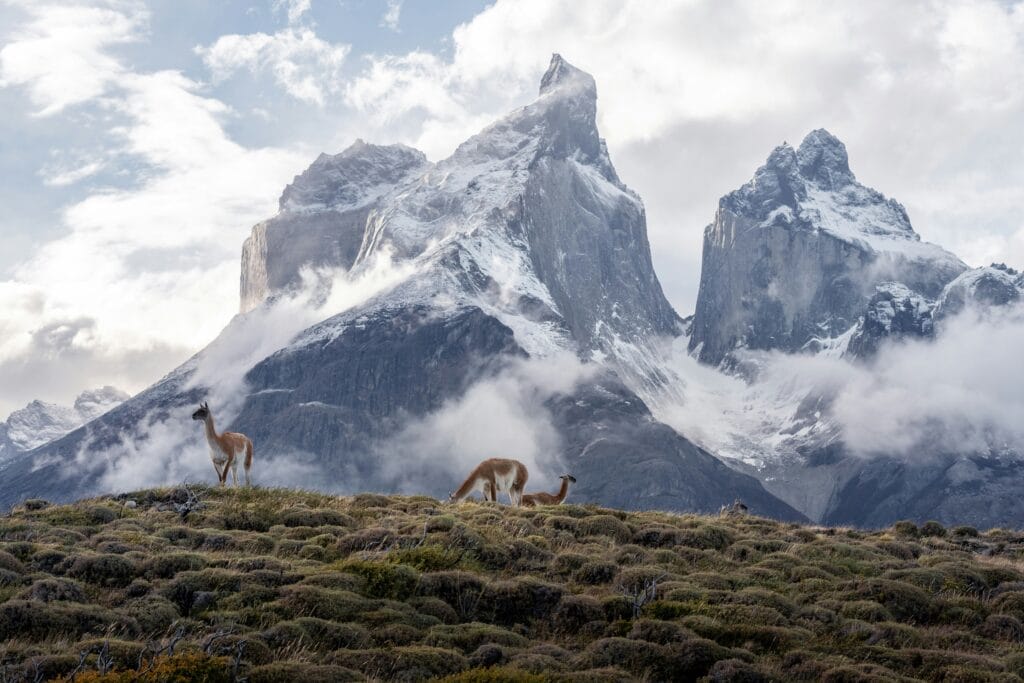 Voyage au Chili en 2026 - Lamas se tenant devant pics de Torres del Paine - Voyage sur mesure avec NostaLatina ANN