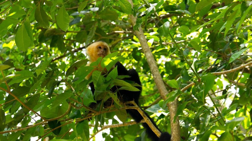 Voyage au Costa Rica en 2026 - singe capucin dans le parc de manuel antonio - Voyage sur mesure avec NostaLatina ANN