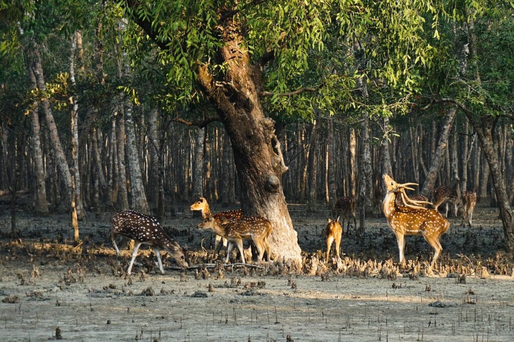 Voyage au Bangladesh en 2025 - Daims dans les Sundarbans - Voyage sur mesure avec NostalAsia ANN