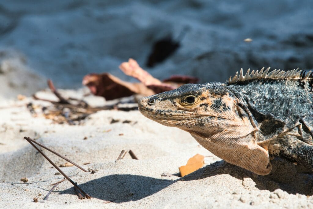 Voyage au Costa Rica en 2026 - iguane sur une plage dans le parc de manuel antonio - Voyage sur mesure avec NostaLatina ANN