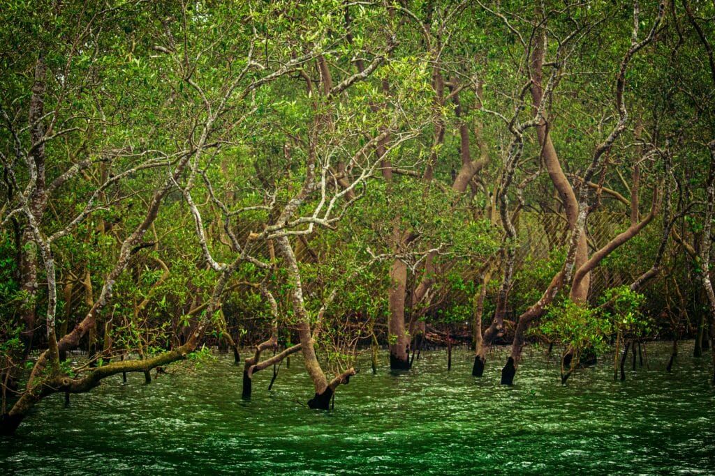 Voyage au Bangladesh en 2025 - Mangroves dans les Sundarbans - Voyage sur mesure avec NostalAsia ANN