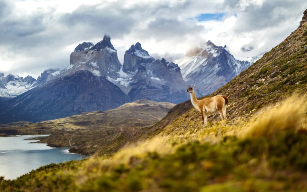 Voyage au Chili en 2026 - Lama dans le parc national de Torres del Paine - Voyage sur mesure avec NostaLatina ANN