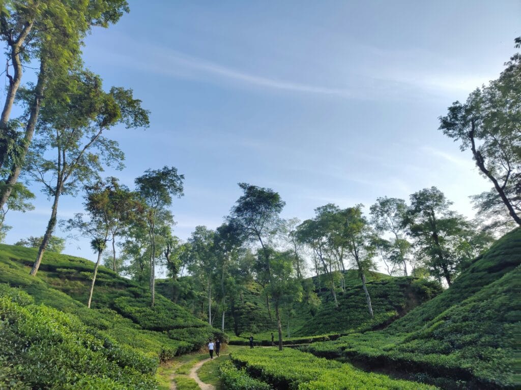 Voyage au Bangladesh en 2025 - Plantations de thé de Srimangal - Voyage sur mesure avec NostalAsia ANN