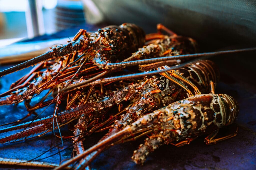 Voyage au Bélize en 2025 - BBQ de langoustes - Voyage sur mesure avec NostaLatina ANN